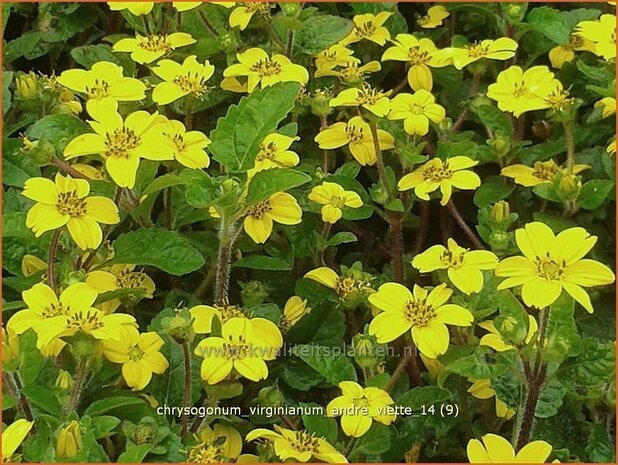 Chrysogonum virginianum 'Andre Viette' | Goudkorfje