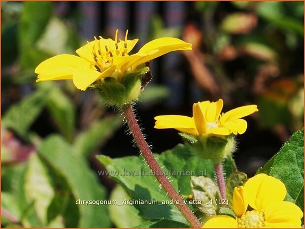 Chrysogonum virginianum 'Andre Viette' | Goudkorfje