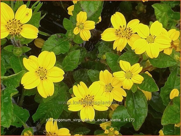 Chrysogonum virginianum 'Andre Viette' | Goudkorfje