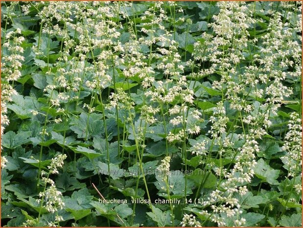 Heuchera villosa 'Chantilly' | Purperklokje