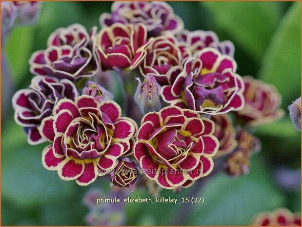 Primula 'Elizabeth Killelay' | Aurikel, Sleutelbloem