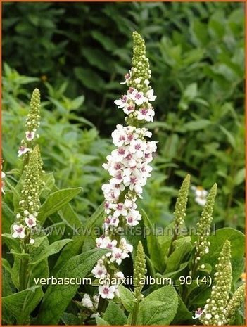 Verbascum chaixii 'Album' | Toorts