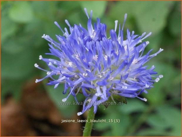 Jasione laevis 'Blaulicht' | Zandblauwtje