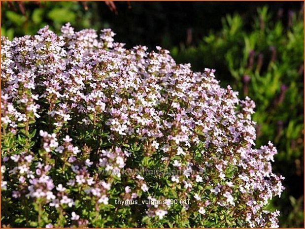 Thymus vulgaris | Kruiptijm, Tijm