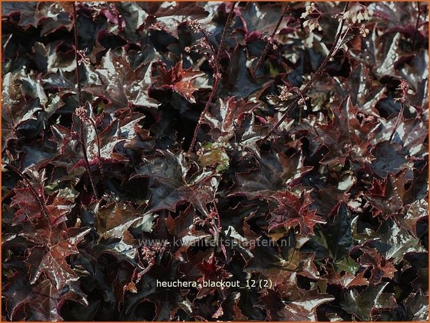 Heuchera 'Blackout' | Purperklokje