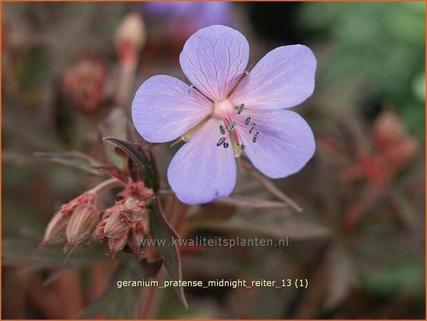 Geranium pratense 'Midnight Reiter' | Ooievaarsbek