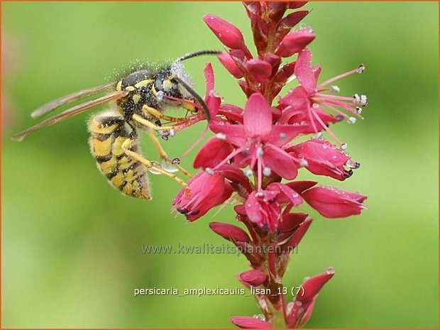 Persicaria amplexicaulis 'Lisan' | Duizendknoop, Adderwortel