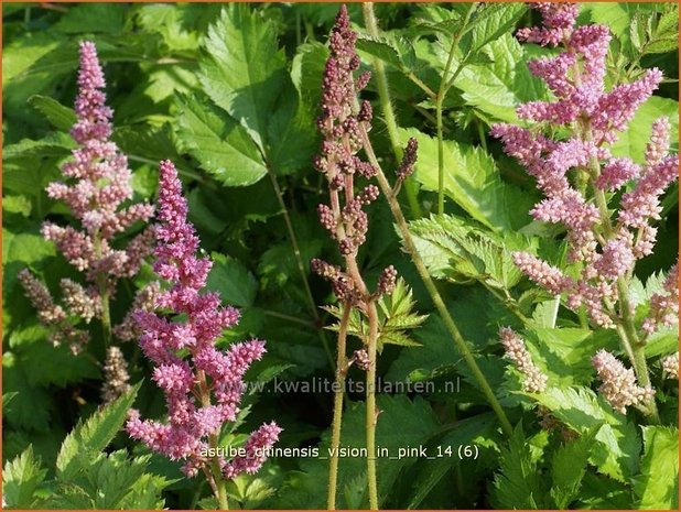 Astilbe chinensis 'Vision in Pink' | Spirea