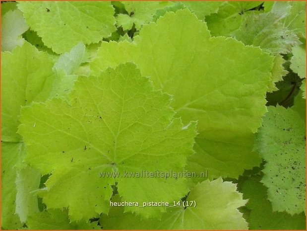 Heuchera 'Pistache' | Purperklokje