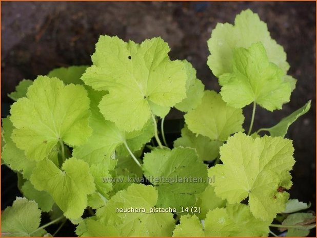 Heuchera 'Pistache' | Purperklokje