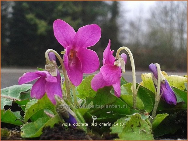 Viola odorata 'Red Charm' | Maarts viooltje, Viooltje