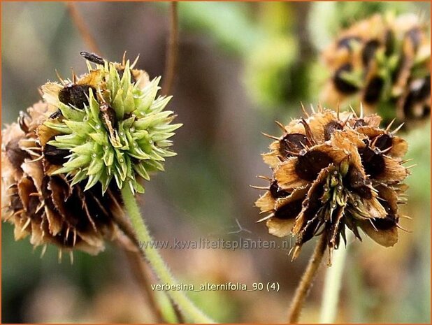 Verbesina alternifolia