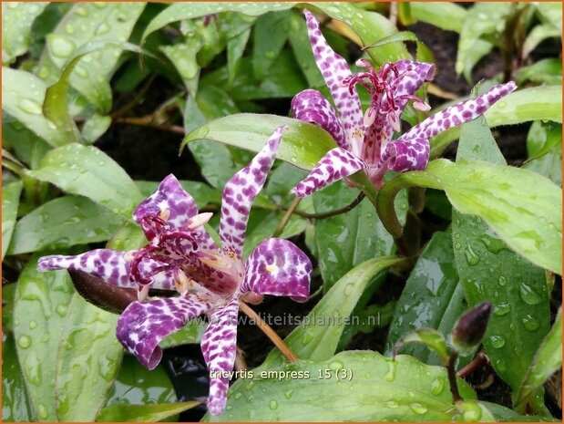 Tricyrtis 'Empress' | Armeluisorchidee, Paddenlelie | Krötenlilie