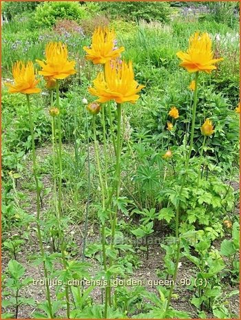 Trollius chinensis 'Golden Queen' | Globebloem, Kogelbloem | Chinesische Trollblume