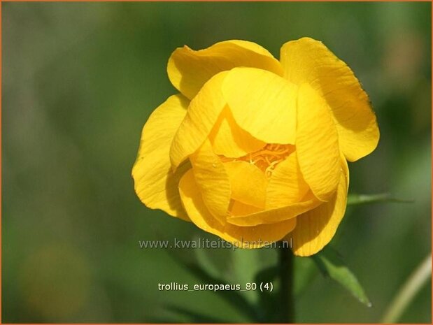 Trollius europaeus | Kogelbloem, Globebloem