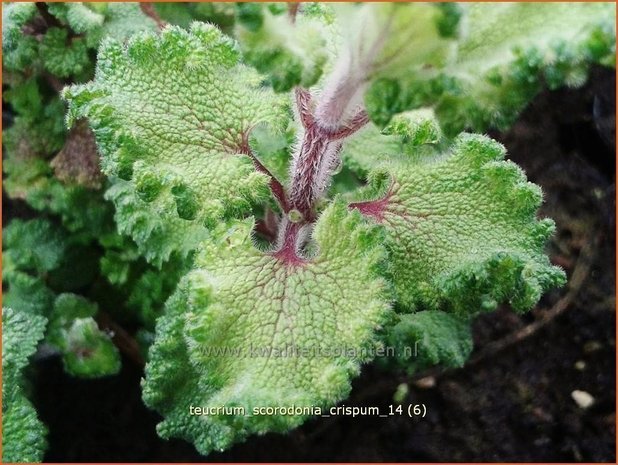 Teucrium scorodonia 'Crispum' | Valse salie, Gamander