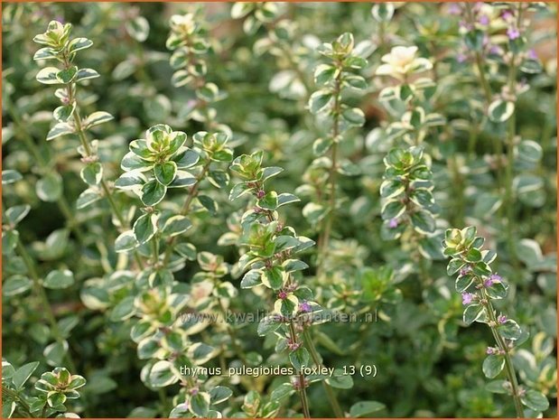 Thymus pulegioides 'Foxley' | Grote tijm, Tijm