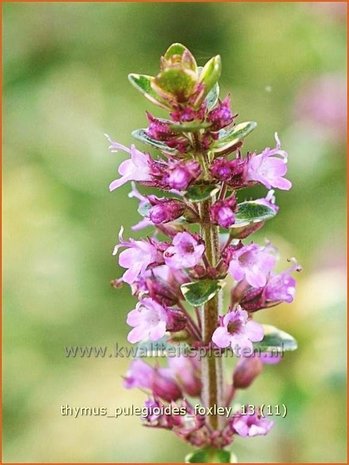 Thymus pulegioides 'Foxley' | Grote tijm, Tijm