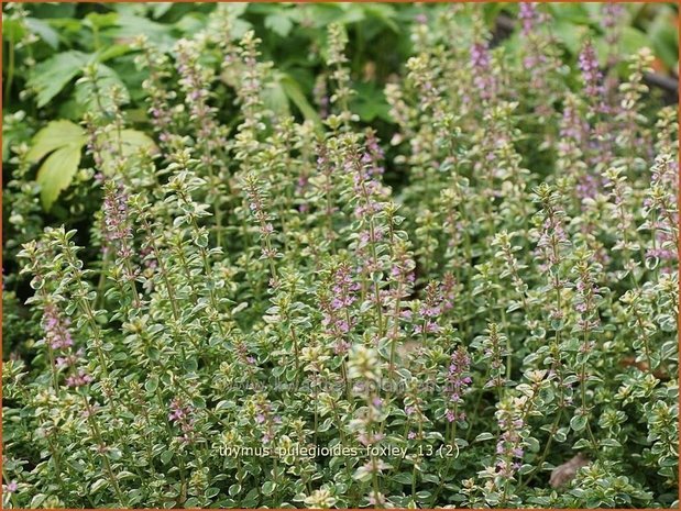 Thymus pulegioides 'Foxley' | Grote tijm, Tijm