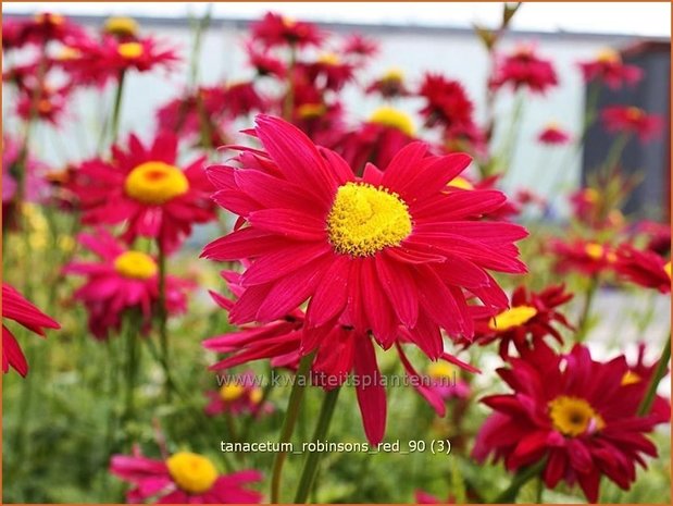 Tanacetum 'Robinson's Red' | Perzische margriet