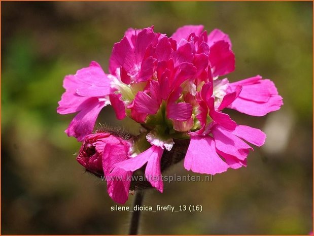 Silene dioica 'Firefly' | Dagkoekoeksbloem, Koekoeksbloem, Lijmkruid | Rote Waldnelke