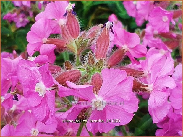 Silene 'Rollies Favorite' | Lijmkruid, Hemelroosje