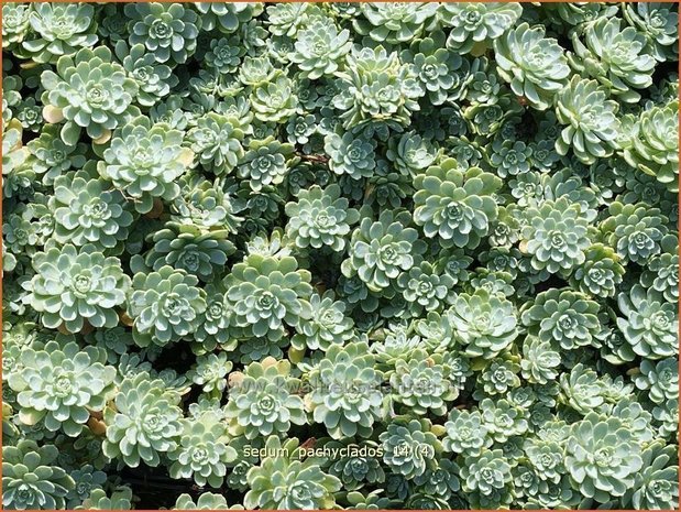 Sedum pachyclados | Hemelsleutel, Vetkruid