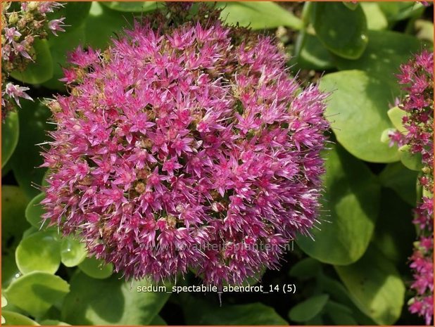 Sedum spectabile 'Abendrot' | Hemelsleutel, Vetkruid