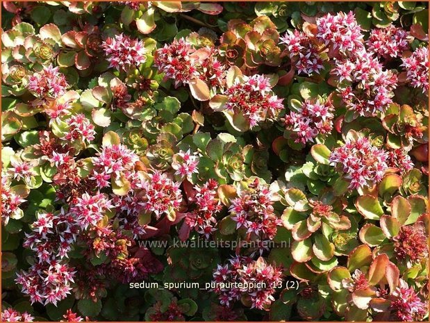 Sedum spurium 'Purpurteppich' | Roze vetkruid