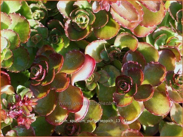 Sedum spurium 'Purpurteppich' | Roze vetkruid