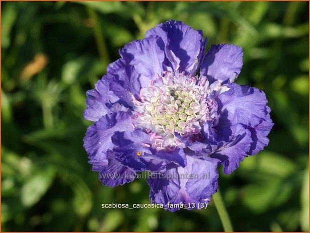 Scabiosa caucasica 'Fama' | Duifkruid, Schurftkruid, Kaukasisch duifkruid