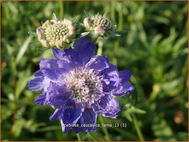 Scabiosa caucasica 'Fama' | Duifkruid, Schurftkruid, Kaukasisch duifkruid