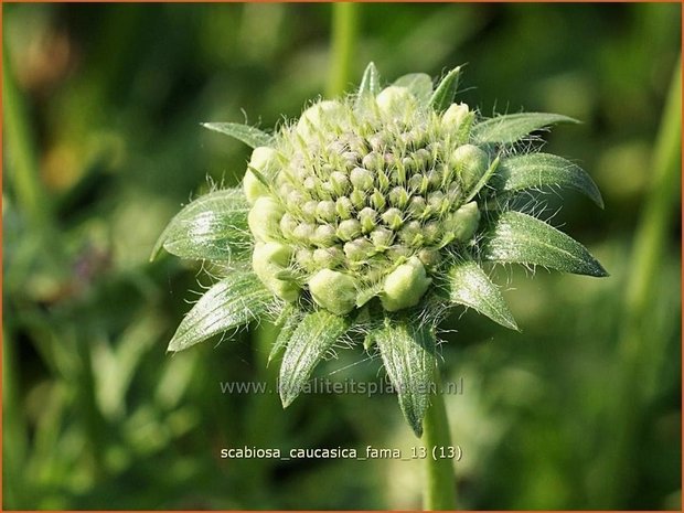 Scabiosa caucasica 'Fama' | Duifkruid, Schurftkruid, Kaukasisch duifkruid