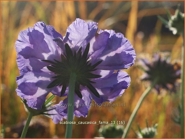 Scabiosa caucasica 'Fama' | Duifkruid, Schurftkruid, Kaukasisch duifkruid