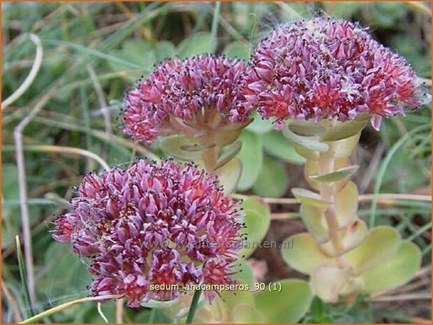 Sedum anacampseros | Liefdesvetkruid, Hemelsleutel, Vetkruid