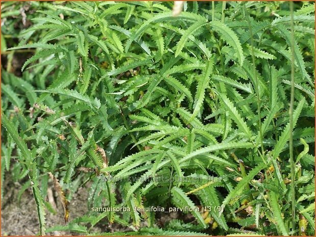 Sanguisorba tenuifolia 'Parviflora' | Pimpernel, Sorbenkruid | Hoher Wiesenknopf