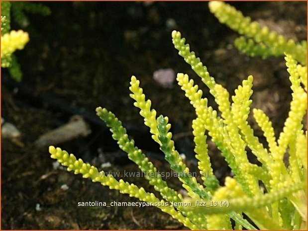 Santolina chamaecyparissus 'Lemon Fizz' | Heiligenbloem, Cipressenkruid