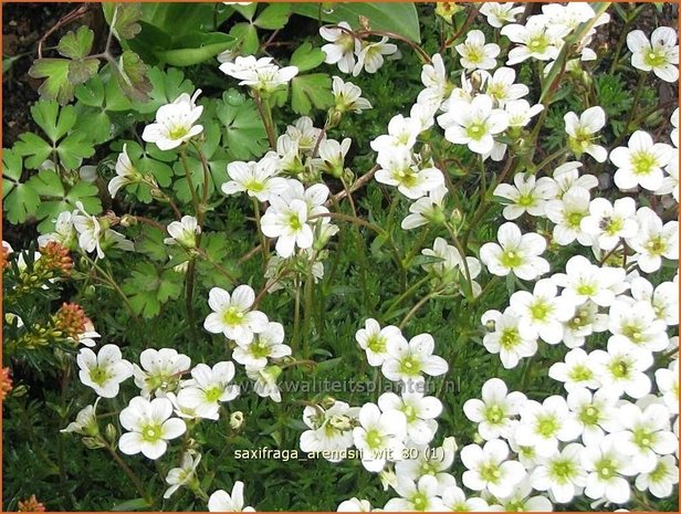 Saxifraga arendsii 'Wit' | Steenbreek, Mossteenbreek