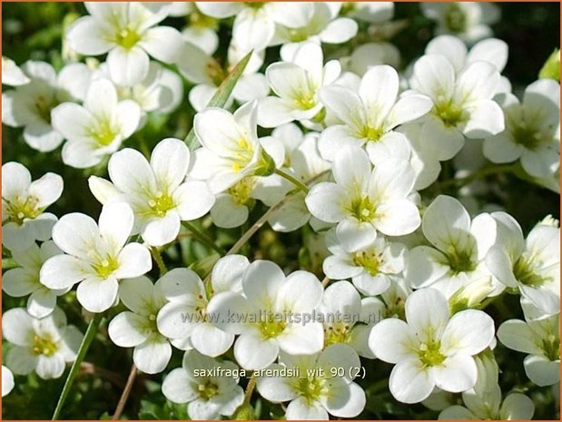 Saxifraga arendsii 'Wit' | Steenbreek, Mossteenbreek