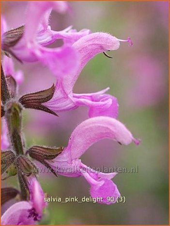 Salvia 'Pink Delight' | Salie, Salvia