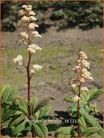 Rodgersia 'Borodin' | Schout-bij-nacht, Kijkblad