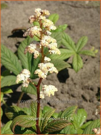 Rodgersia 'Borodin' | Schout-bij-nacht, Kijkblad