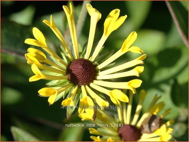 Rudbeckia 'Little Henry' | Zonnehoed