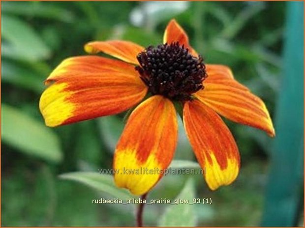 Rudbeckia triloba 'Prairie Glow' | Zonnehoed | Dreilappiger Sonnenhut