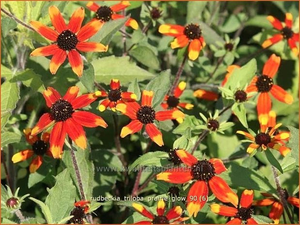 Rudbeckia triloba 'Prairie Glow' | Zonnehoed | Dreilappiger Sonnenhut