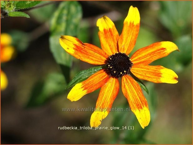 Rudbeckia triloba 'Prairie Glow' | Zonnehoed | Dreilappiger Sonnenhut