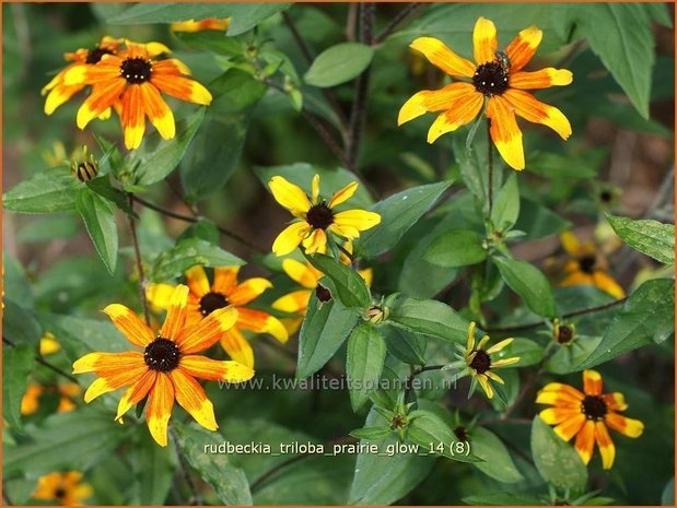 Rudbeckia triloba 'Prairie Glow' | Zonnehoed | Dreilappiger Sonnenhut