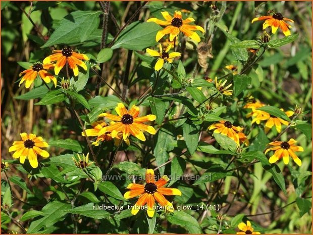 Rudbeckia triloba 'Prairie Glow' | Zonnehoed | Dreilappiger Sonnenhut