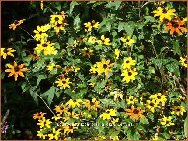 Rudbeckia triloba 'Prairie Glow' | Zonnehoed | Dreilappiger Sonnenhut