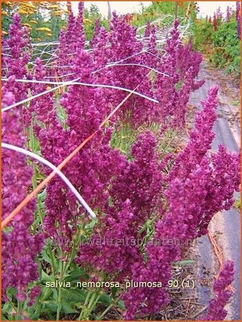 Salvia nemorosa 'Plumosa' | Salie, Salvia